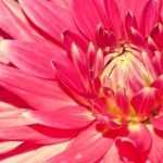 Ontdek de mooiste reuzendahlia's