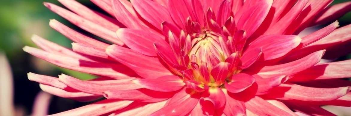 Ontdek de mooiste reuzendahlia's