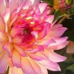 Zo krijg je mooie dahlia's