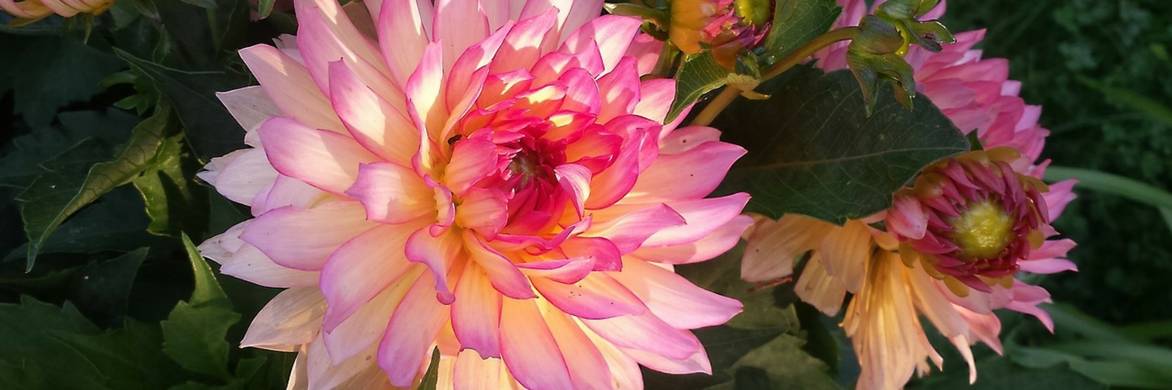 Mooie dahlia's kweken?