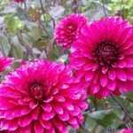 Dahlia's planten