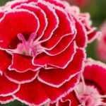 Anjer: tips voor planten, onderhoud en zaaien