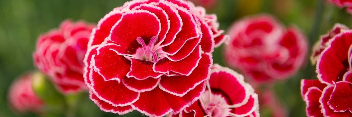 Anjer: tips voor planten, onderhoud en zaaien