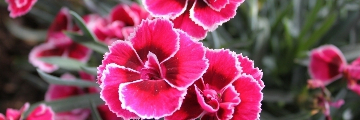 Anjer planten: hoe doe je dat goed?