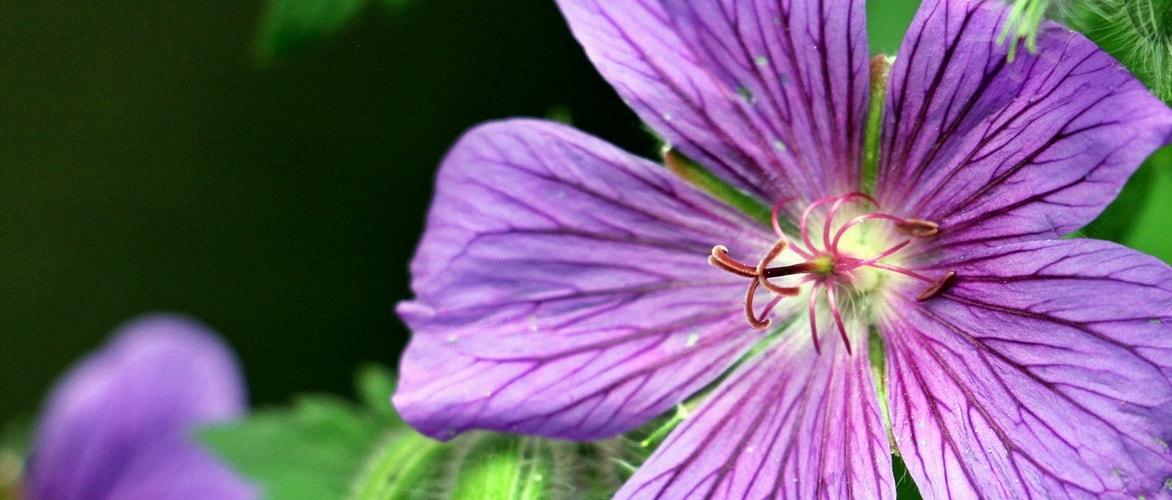 Ooievaarsbekken planten, telen en verzorgen