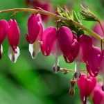 Gebroken hartje of Dicentra spectabilis: succesvol planten