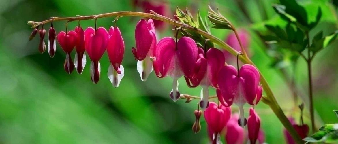 Gebroken hartje of Dicentra spectabilis: succesvol planten