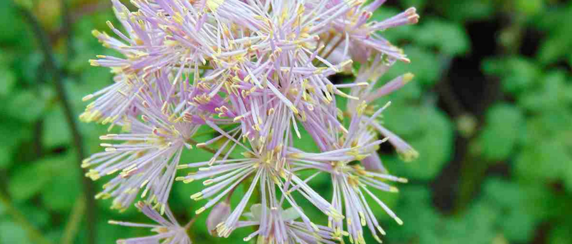 Thalictrum, ruit: 8 mooie combinaties