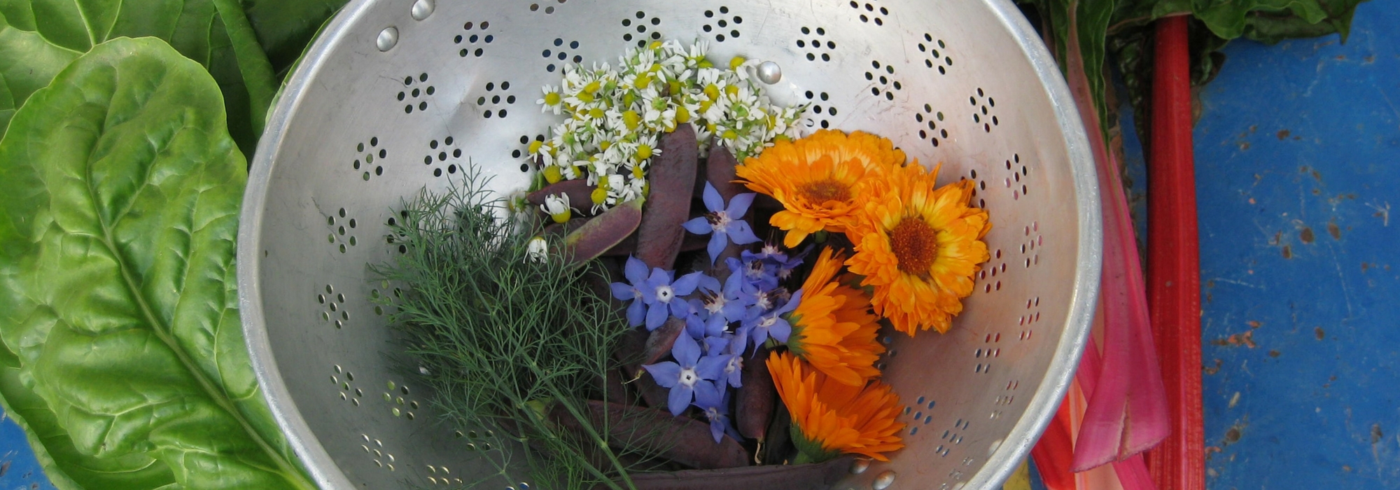 De beste eetbare bloemen voor de tuin