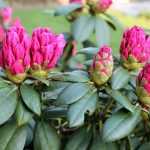 Welke Rhododendron kiezen?