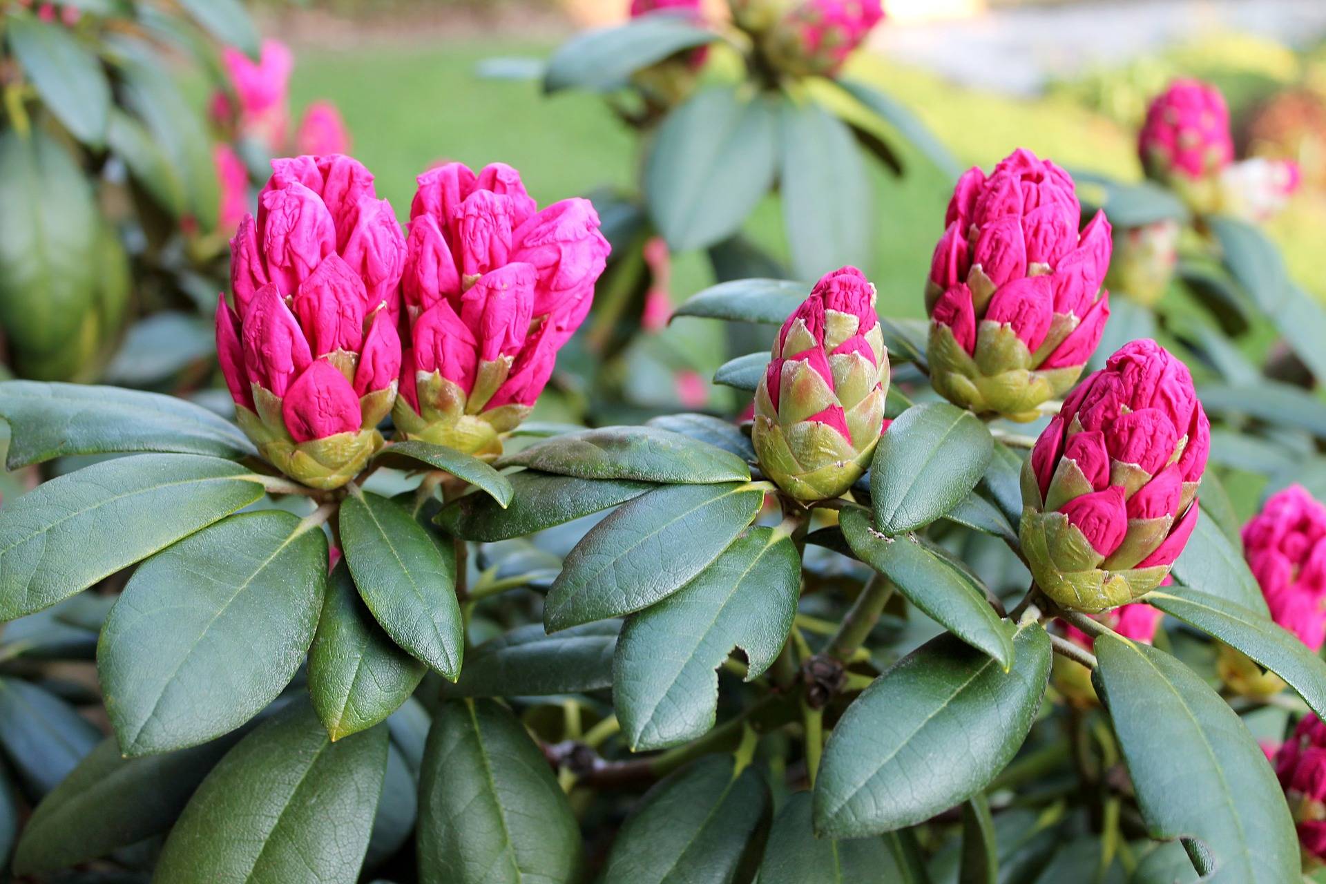 Welke Rhododendron kiezen?