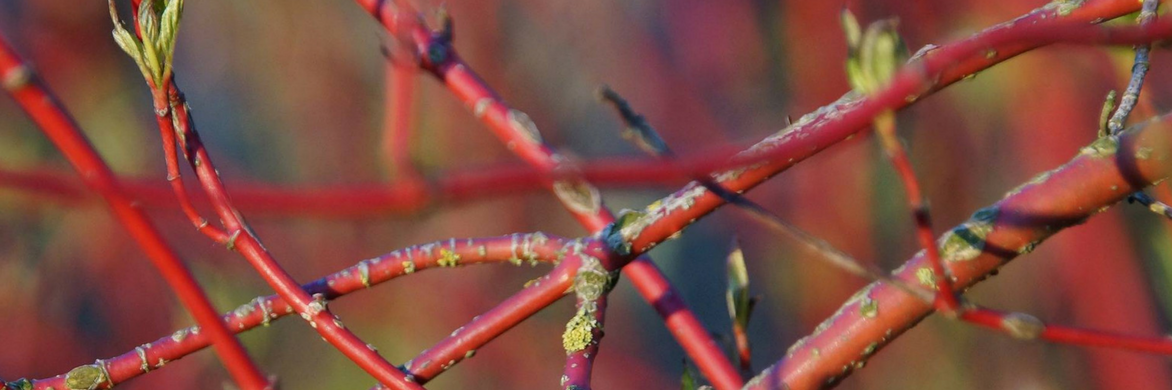 Kornoeljes met sierlijke takken: planten en snoeien