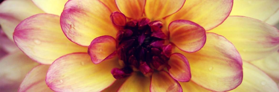 Dwergdahlia's: wat zijn de beste variëteiten?