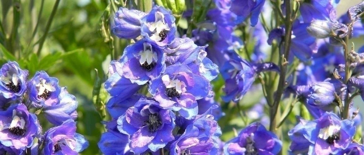 Delphiniums, ridderspoor: planten, zaaien en verzorgen