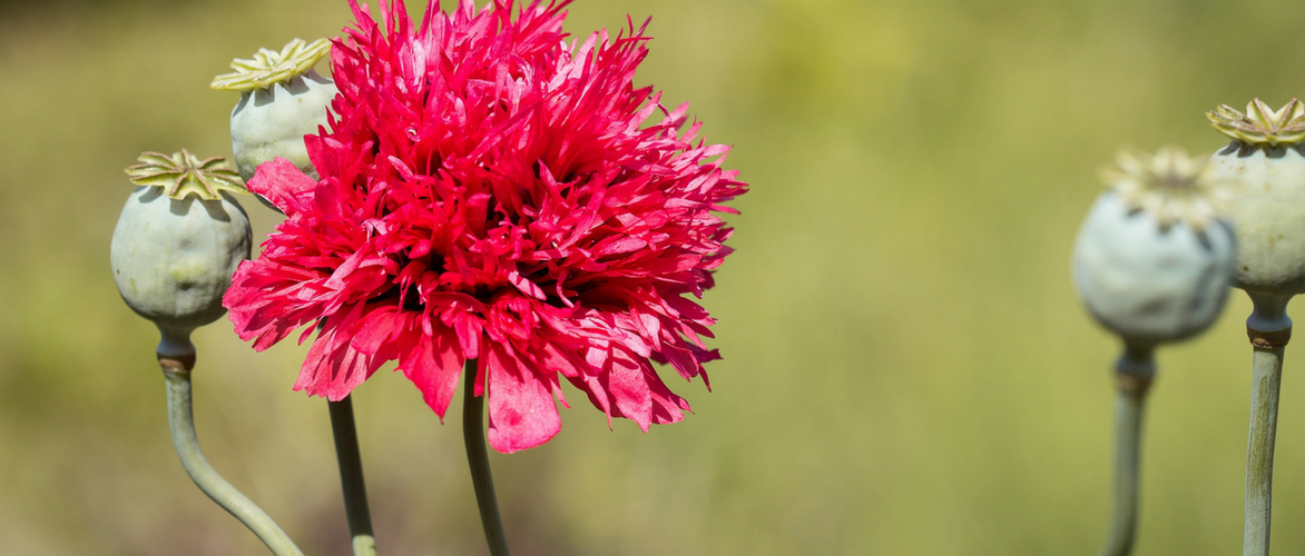 Oosterse papavers: 8 ideeën voor combinaties in de tuin