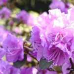 Rhododendron planten: zo lukt het