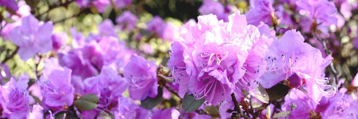 Rhododendron planten: zo lukt het