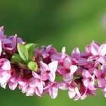 Daphne: hoe verzorg je deze plant?