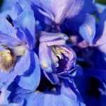 Delphiniums planten en succesvol kweken