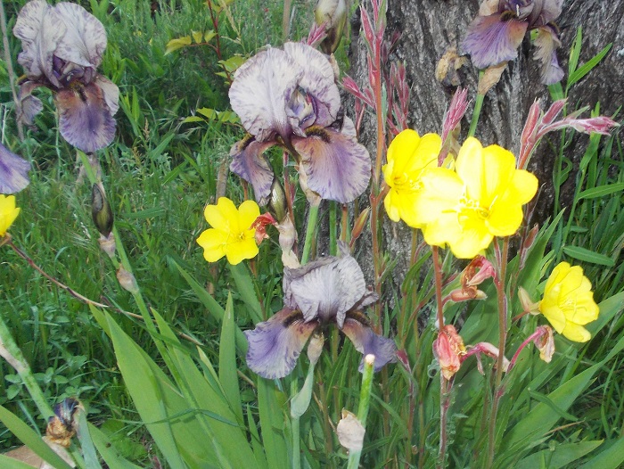 De moderne iris: een uitbundig bloeiende, maar niet zo makkelijke vaste plant.