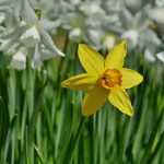 Welke narcis of trompetnarcis kiezen?