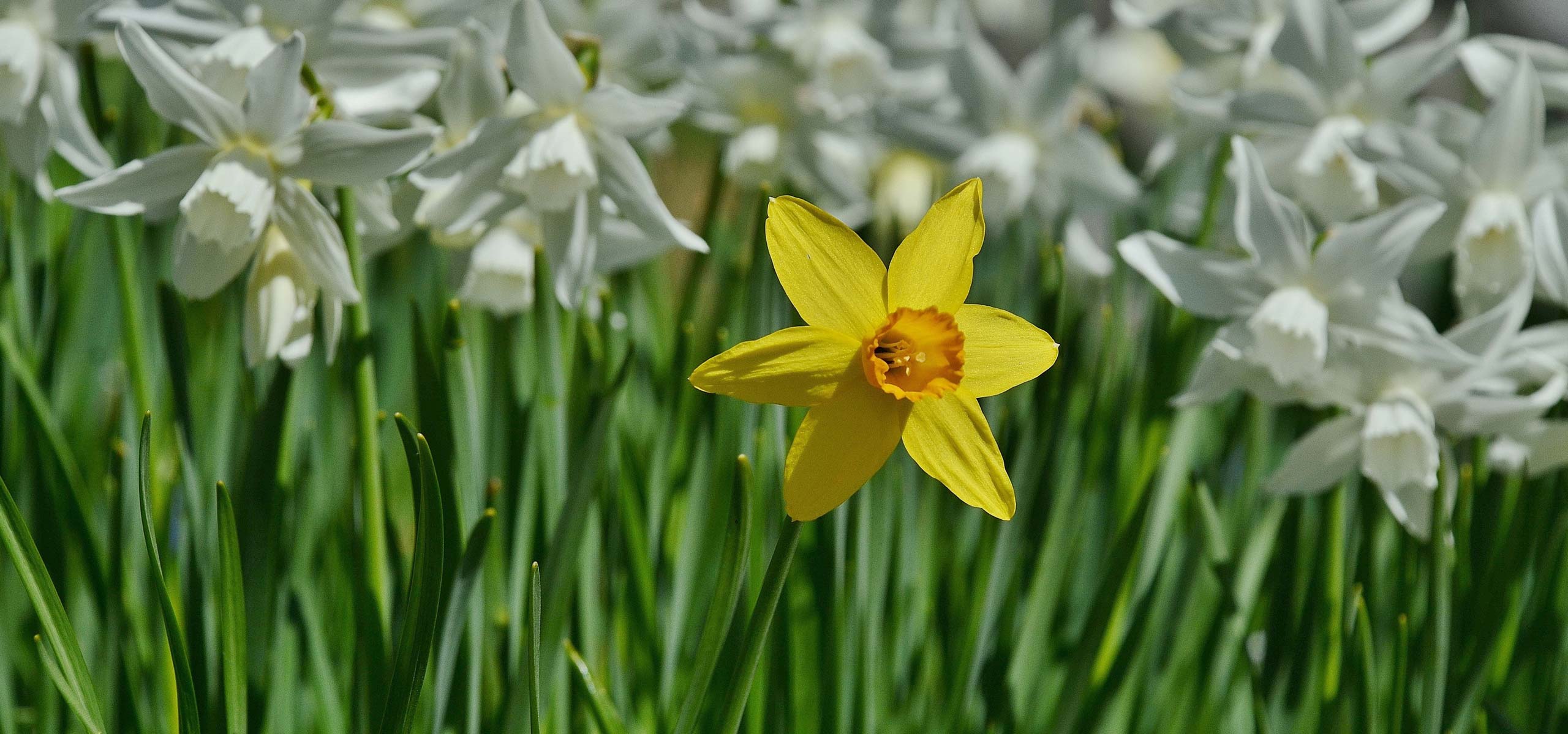 Welke narcis of trompetnarcis kiezen?