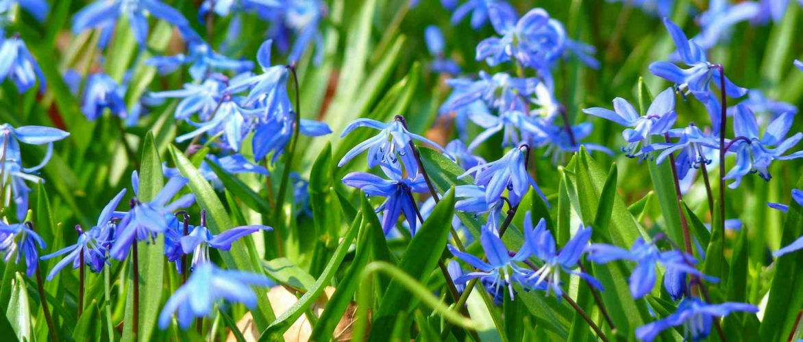 Sterhyacint planten, telen en verzorgen