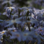 Ipheion: planten, telen en combineren