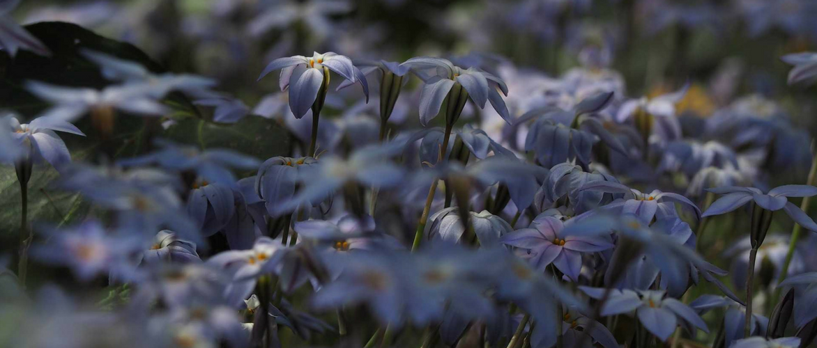 Ipheion: planten, telen en combineren