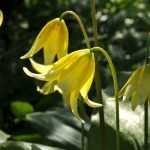 Erythronium: planten en telen