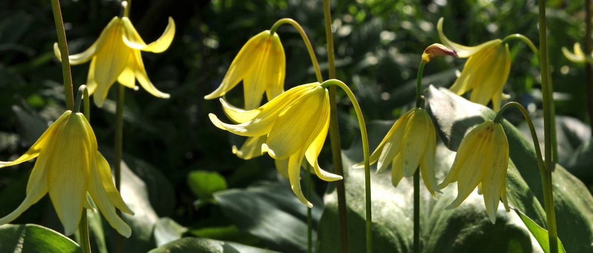Erythronium: planten en telen