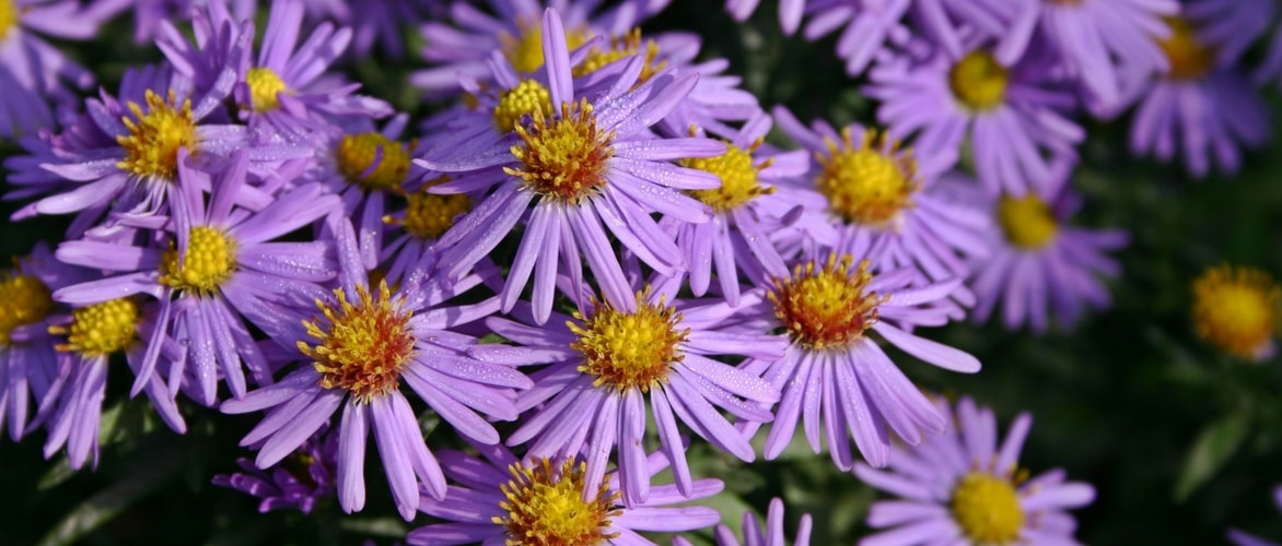 Asters planten, telen en onderhouden
