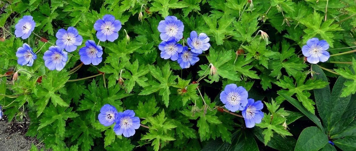 ooievaarsbek 'Rozanne'