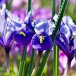 Netiris: planten en telen