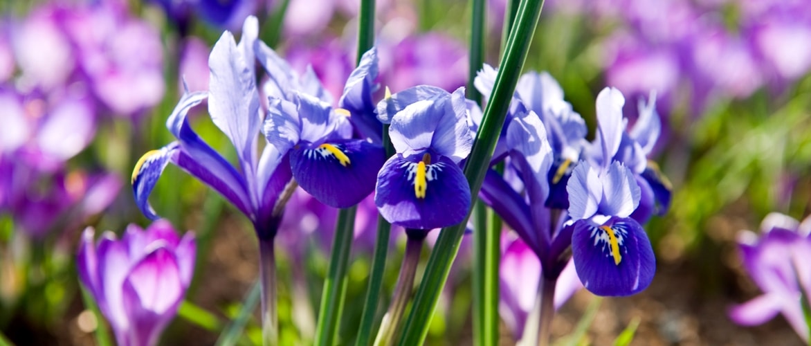 Netiris: planten en telen