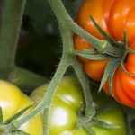 Tomaten water geven: hoe doe je dat?