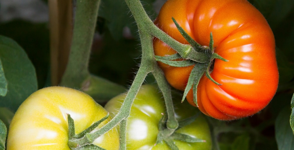 Tomaten water geven: hoe doe je dat?