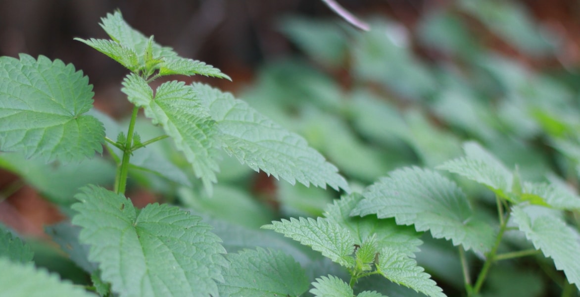 Brandnetel: een plant met veel voordelen