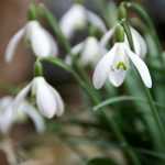 Sneeuwklokje, Galanthus nivalis: planten en onderhoud