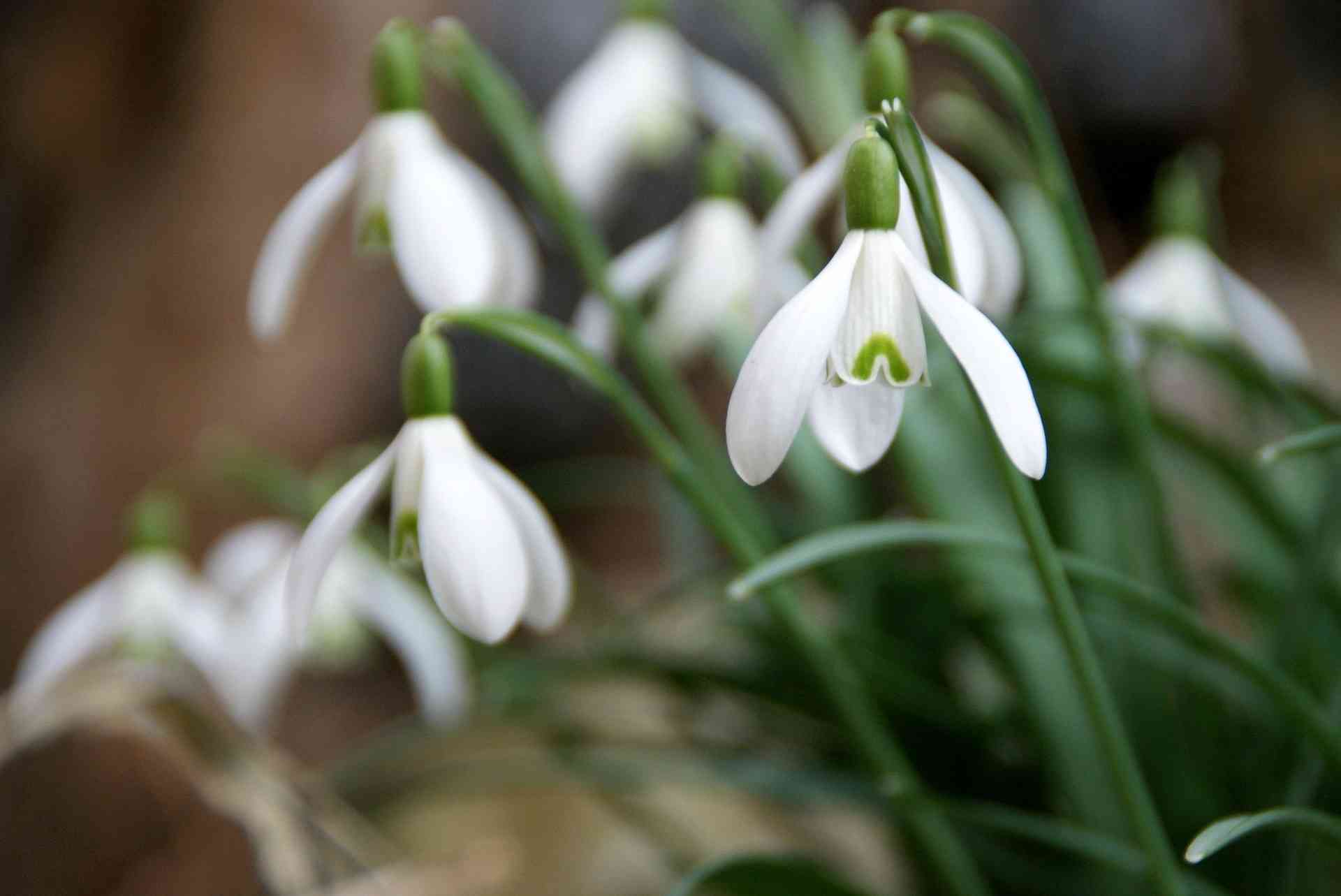 Sneeuwklokje, Galanthus nivalis: planten en onderhoud