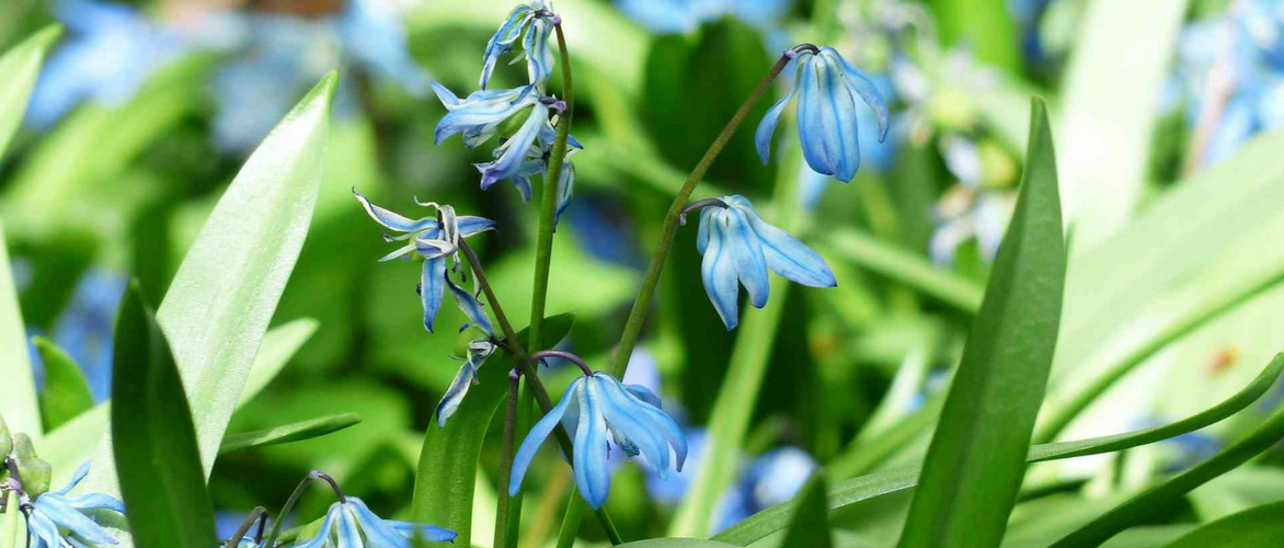 Sterhyacint, Scilla: planten en verzorging