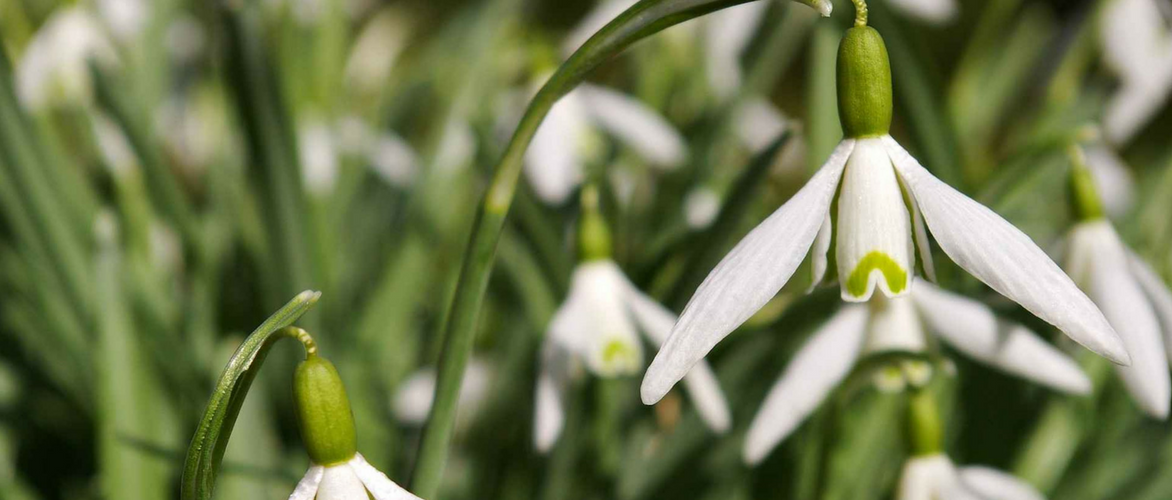 Sneeuwklokje, Galanthus nivalis: planten, telen en onderhouden