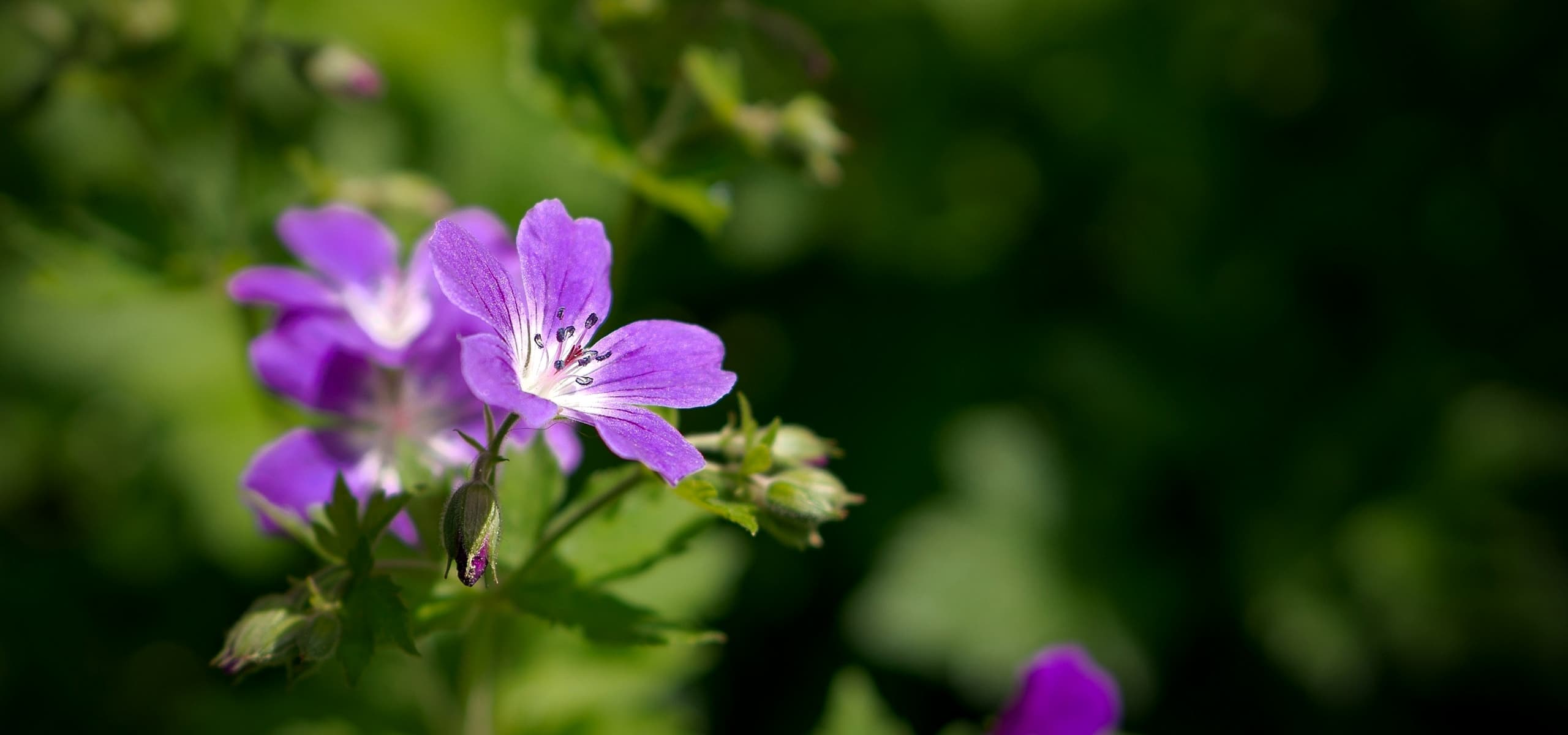 De beste wintergroene ooievaarsbekken