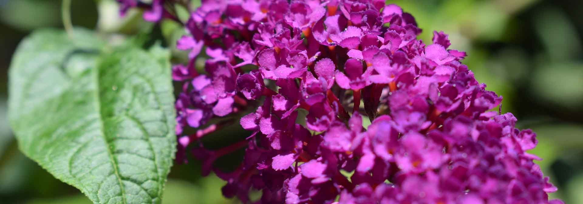 Vlinderstruik planten en onderhouden