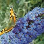 Vlinderstruik, Buddleia snoeien: hoe pak je dat goed aan?
