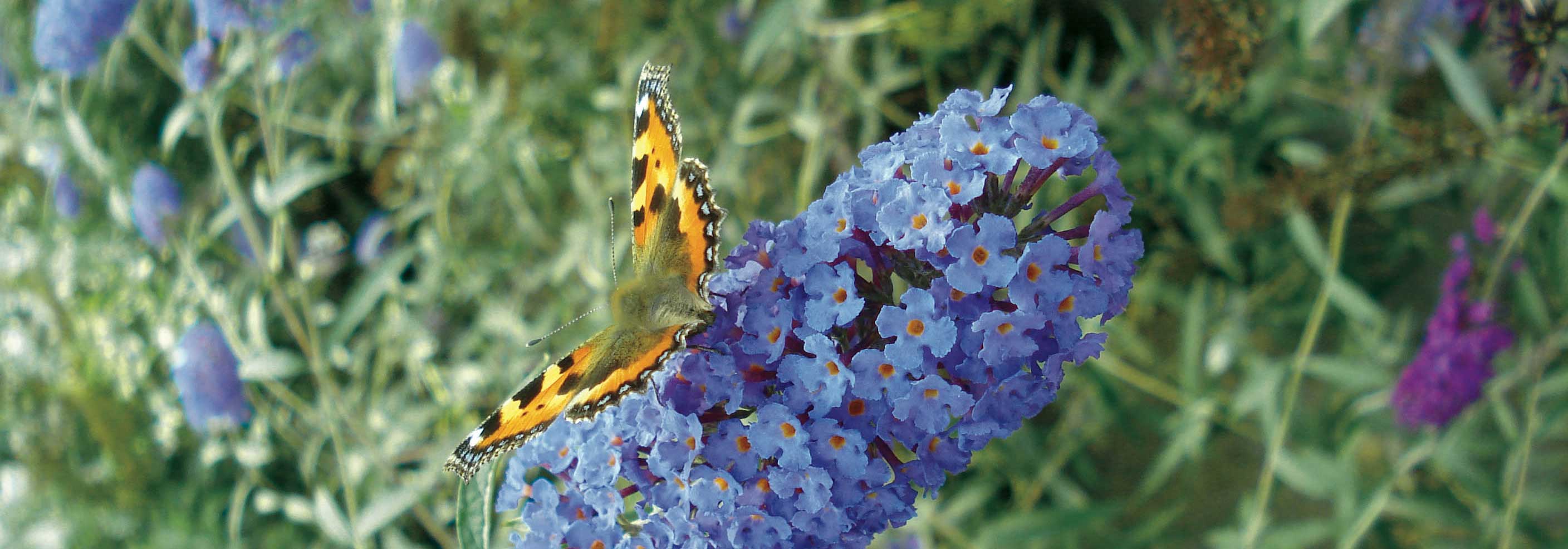 Vlinderstruik, Buddleia snoeien: hoe pak je dat goed aan?