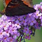Buddleia, vlinderstruik: 8 ideeën voor combinaties