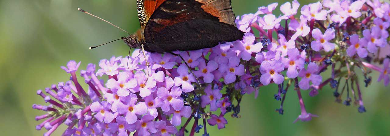 Buddleia, vlinderstruik: 8 ideeën voor combinaties