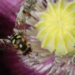 Insectenhotel maken: stappenplan