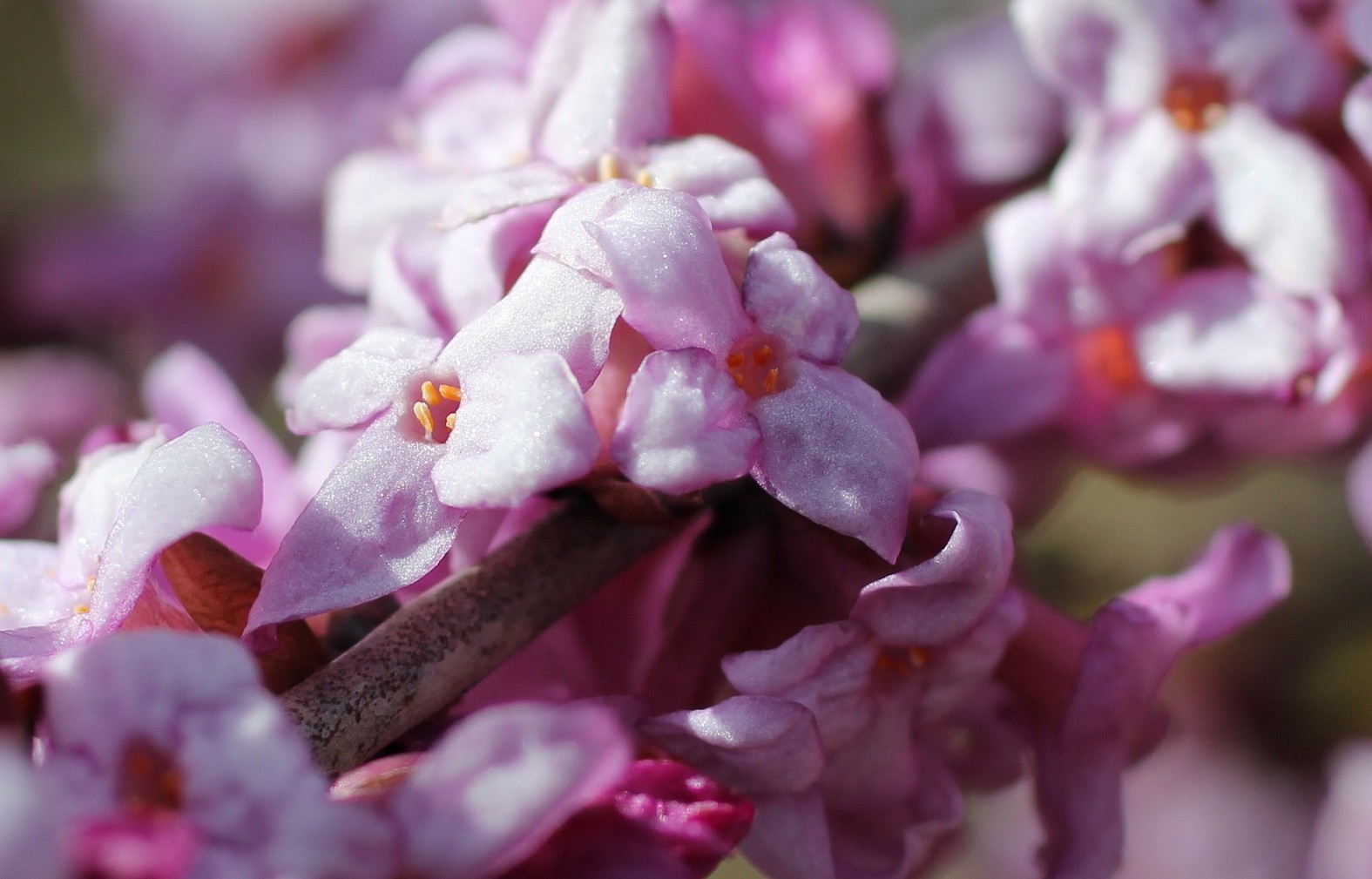 10 heerlijk geurende bloeiende planten